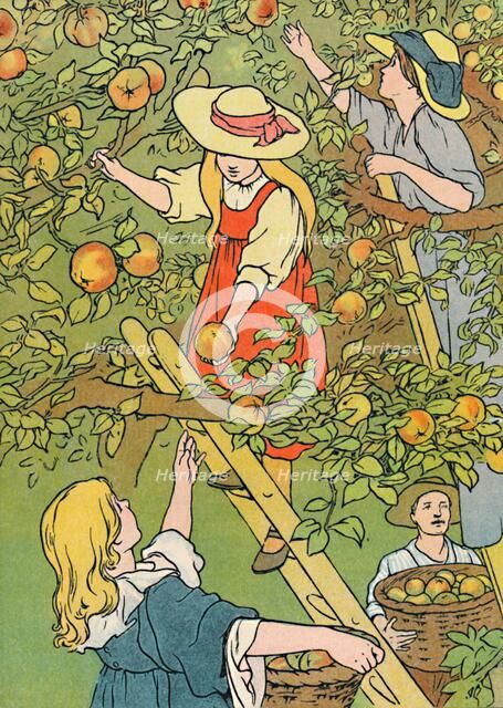 'Picking the Fruit', 1912. Artist: Charles Robinson.