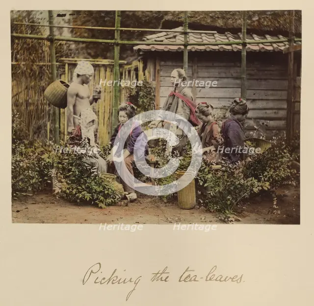 Picking the Tea Leaves, about 1873-1883. Creator: Shinichi Suzuki I.