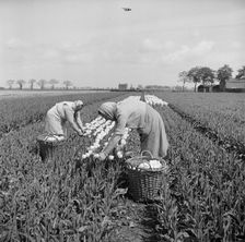 Picking tulips near Fulney, Spalding, Lincolnshire, 1951. Artist: Hallam Ashley