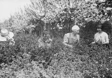 Picking worms from plants, Belmont girls farm, between c1910 and c1915. Creator: Bain News Service