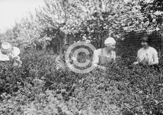 Picking worms from plants, Belmont girls farm, between c1910 and c1915. Creator: Bain News Service.