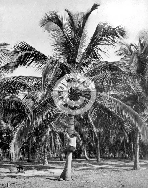 Picking coconuts, Jamaica, c1905. Artist: Adolphe Duperly & Son