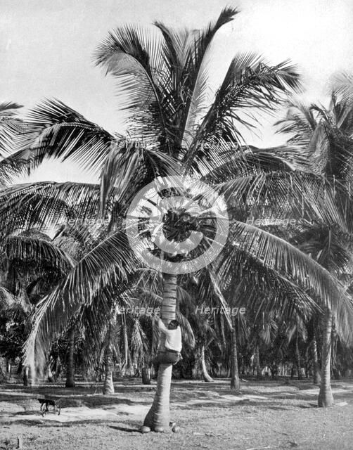Picking coconuts, Jamaica, c1905. Artist: Adolphe Duperly & Son