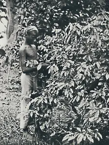 Picking Coffee 1916