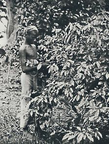 Picking Coffee 1916