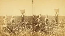 Picking cotton, (1868-1900?). Creator: J. N. Wilson