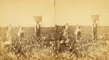 Picking cotton, (1868-1900?). Creator: J. N. Wilson