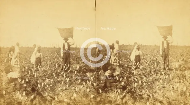 Picking cotton, (1868-1900?). Creator: J. N. Wilson.