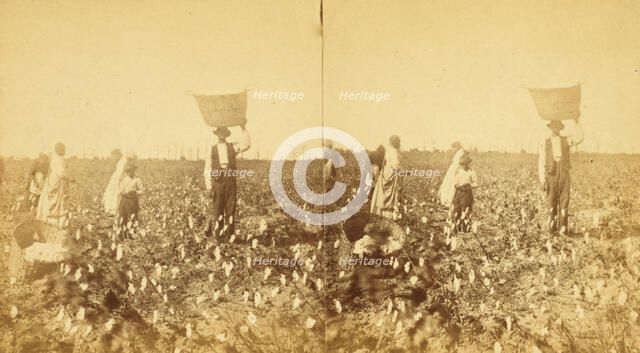 Picking cotton, (1868-1900?). Creator: J. N. Wilson.