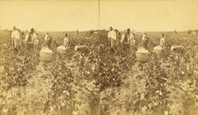 Picking cotton., (1868-1900?). Creator: J. N. Wilson