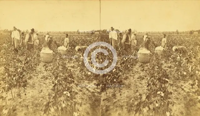 Picking cotton., (1868-1900?). Creator: J. N. Wilson.