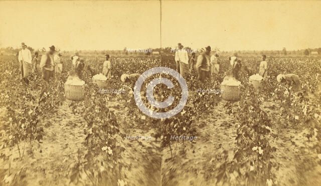 Picking cotton., (1868-1900?). Creator: J. N. Wilson.