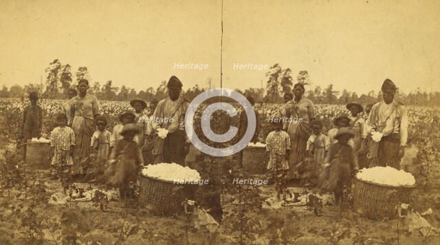 Picking cotton, (1868-1900?). Creator: O. Pierre Havens.