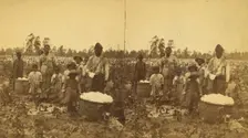 Picking cotton, (1868-1900?). Creator: O. Pierre Havens