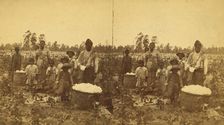 Picking cotton, (1868-1900?). Creator: O. Pierre Havens