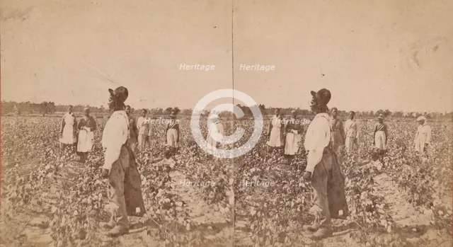 Picking cotton, (1868-1900?). Creator: O. Pierre Havens.