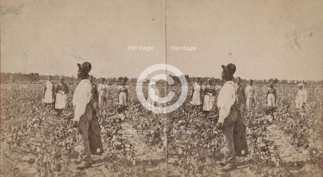 Picking cotton, (1868-1900?). Creator: O. Pierre Havens.