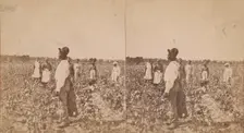 Picking cotton, (1868-1900?). Creator: O. Pierre Havens