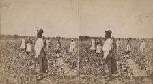 Picking cotton, (1868-1900?). Creator: O. Pierre Havens