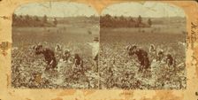 Picking cotton, (1868-1900?). Creator: Unknown