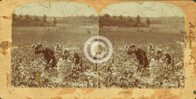 Picking cotton, (1868-1900?). Creator: Unknown.