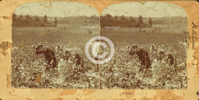 Picking cotton, (1868-1900?). Creator: Unknown.