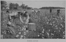 Picking cotton., 1902. Creator: Unknown