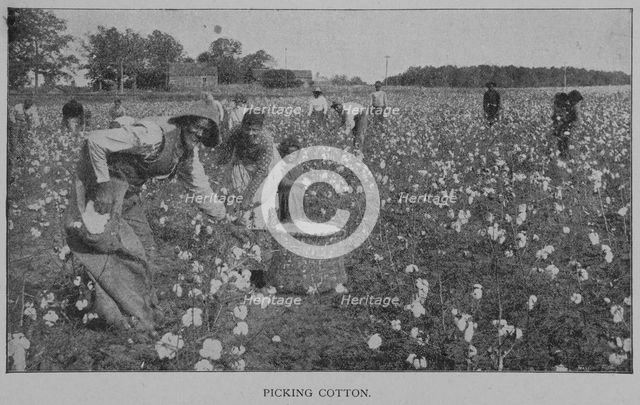 Picking cotton., 1902. Creator: Unknown.