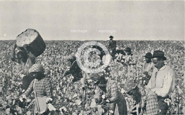 'Picking Cotton', 1916. Artist: Underwood & Underwood.