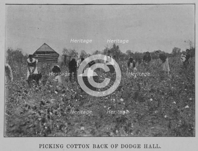 Picking cotton back of Dodge Hall, 1903. Creator: Unknown.