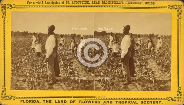 Picking cotton, c1850-c1930. Creator: Unknown.