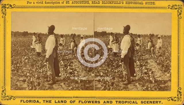Picking cotton, c1850-c1930. Creator: Unknown.