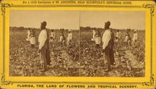 Picking cotton, c1850-c1930. Creator: Unknown