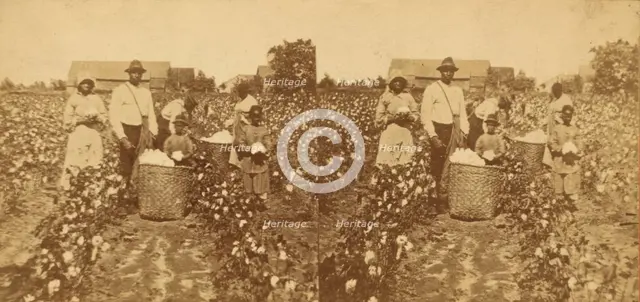 Picking cotton, c1850-c1930. Creator: Unknown.