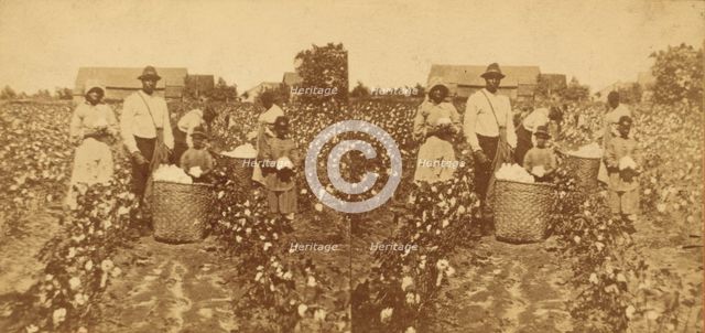 Picking cotton, c1850-c1930. Creator: Unknown.