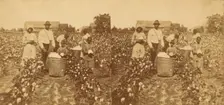 Picking cotton, c1850-c1930. Creator: Unknown
