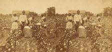 Picking cotton, c1850-c1930. Creator: Unknown