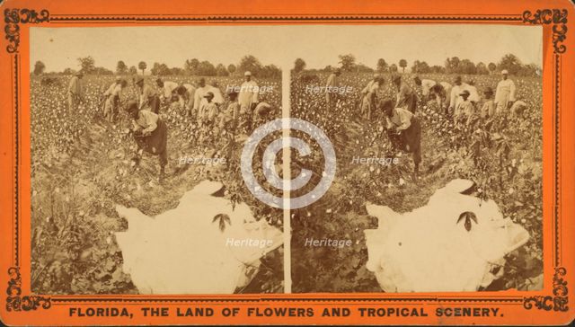 Picking cotton, c1850-c1930. Creator: Unknown.