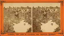Picking cotton, c1850-c1930. Creator: Unknown