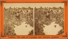 Picking cotton, c1850-c1930. Creator: Unknown