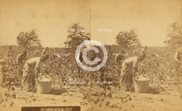 Picking cotton, c1850-c1930. Creator: Unknown.