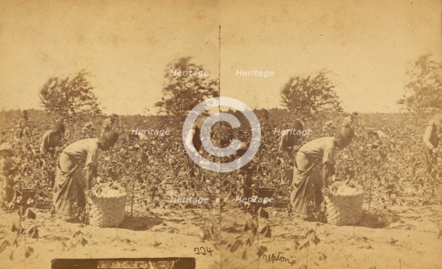 Picking cotton, c1850-c1930. Creator: Unknown.