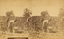 Picking cotton, c1850-c1930. Creator: Unknown