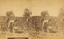 Picking cotton, c1850-c1930. Creator: Unknown