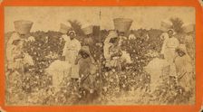 Picking cotton, c1880. Creator: O. Pierre Havens