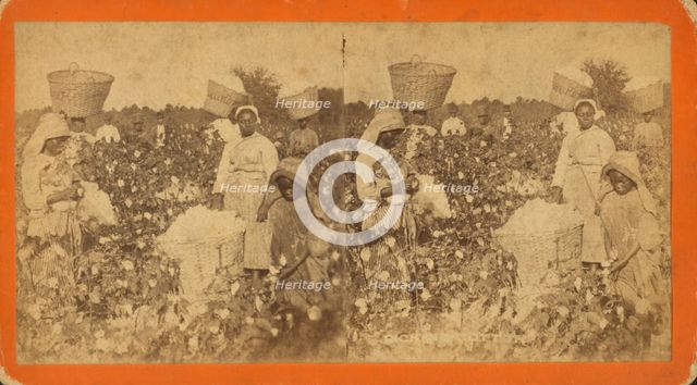Picking cotton, c1880. Creator: O. Pierre Havens.