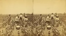 Picking cotton, group posing in the field, (1868-1900?). Creator: J. N. Wilson