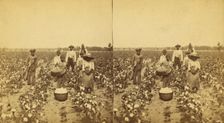 Picking cotton, group posing in the field, (1868-1900?). Creator: J. N. Wilson