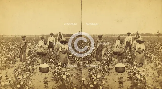Picking cotton, group posing in the field, (1868-1900?). Creator: J. N. Wilson.
