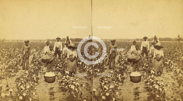 Picking cotton, group posing in the field, (1868-1900?). Creator: J. N. Wilson.